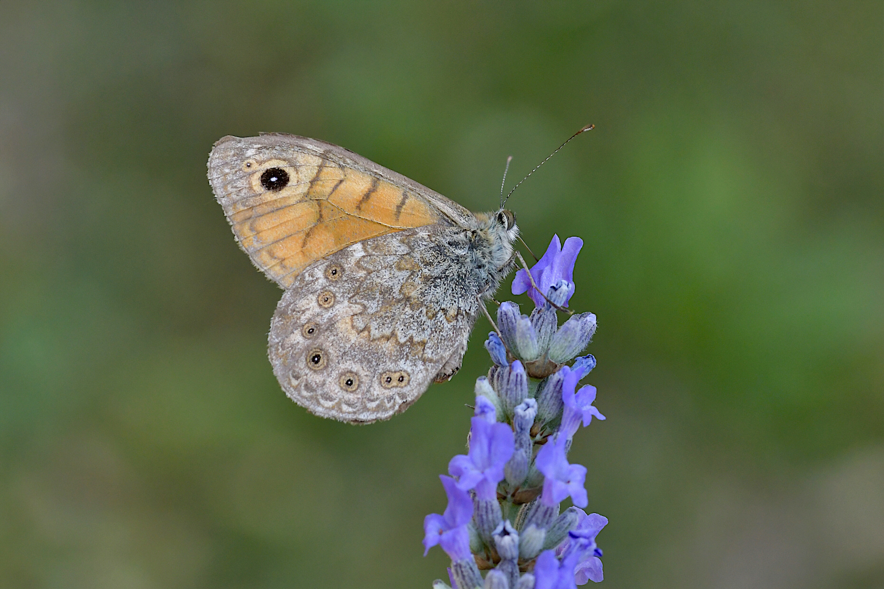 Lasiommata megera su lavanda
