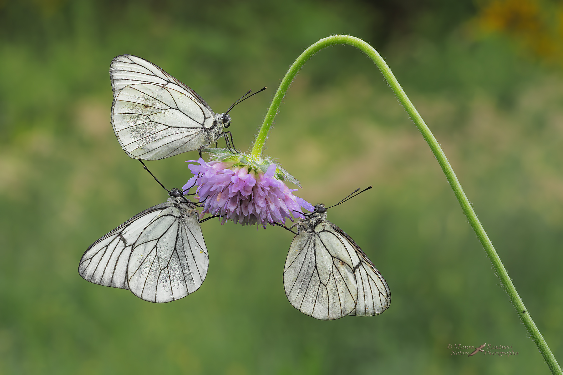 Aporia-crataegi_la-tripletta_DSC06910