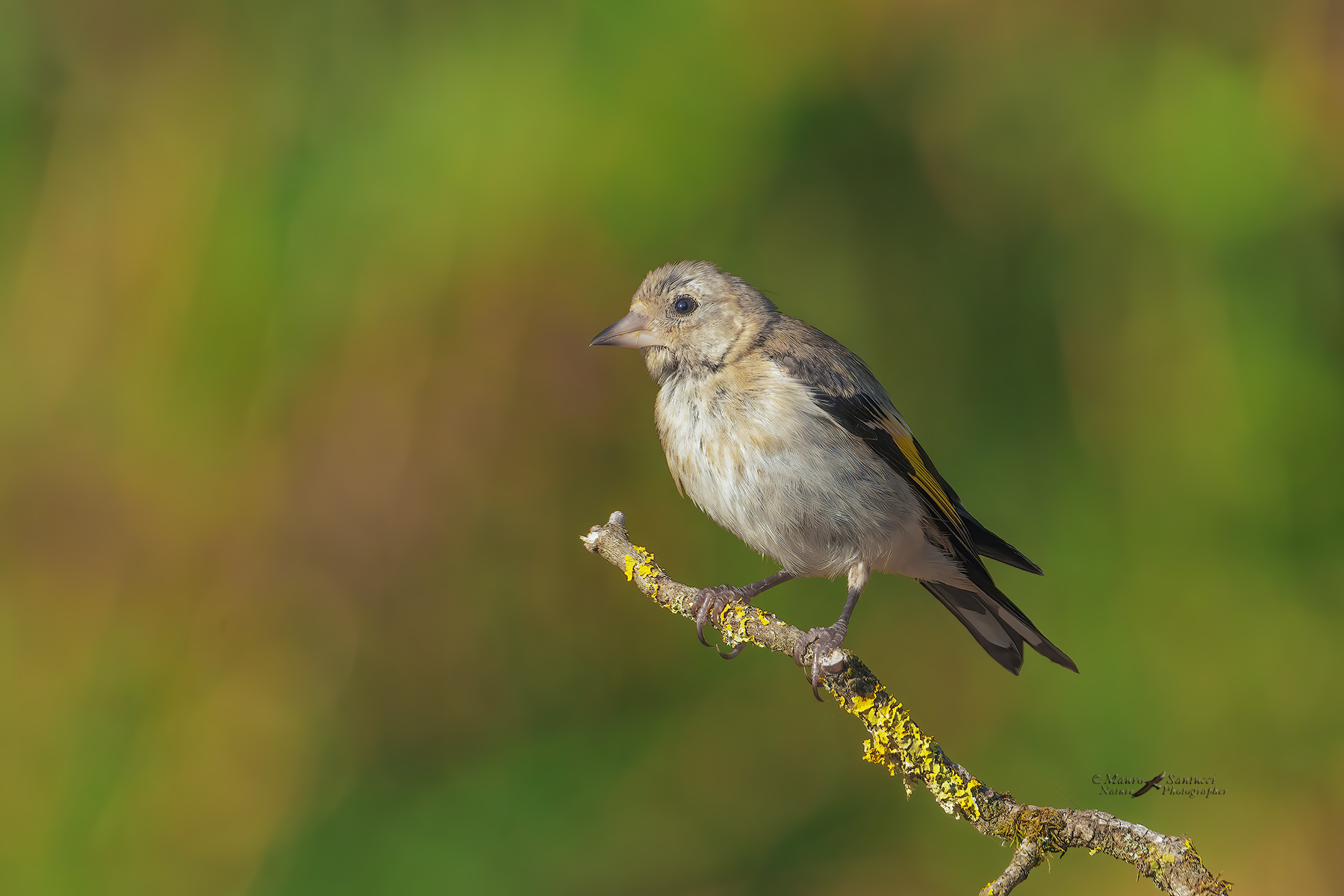Cardellino-giovane_DSC09716