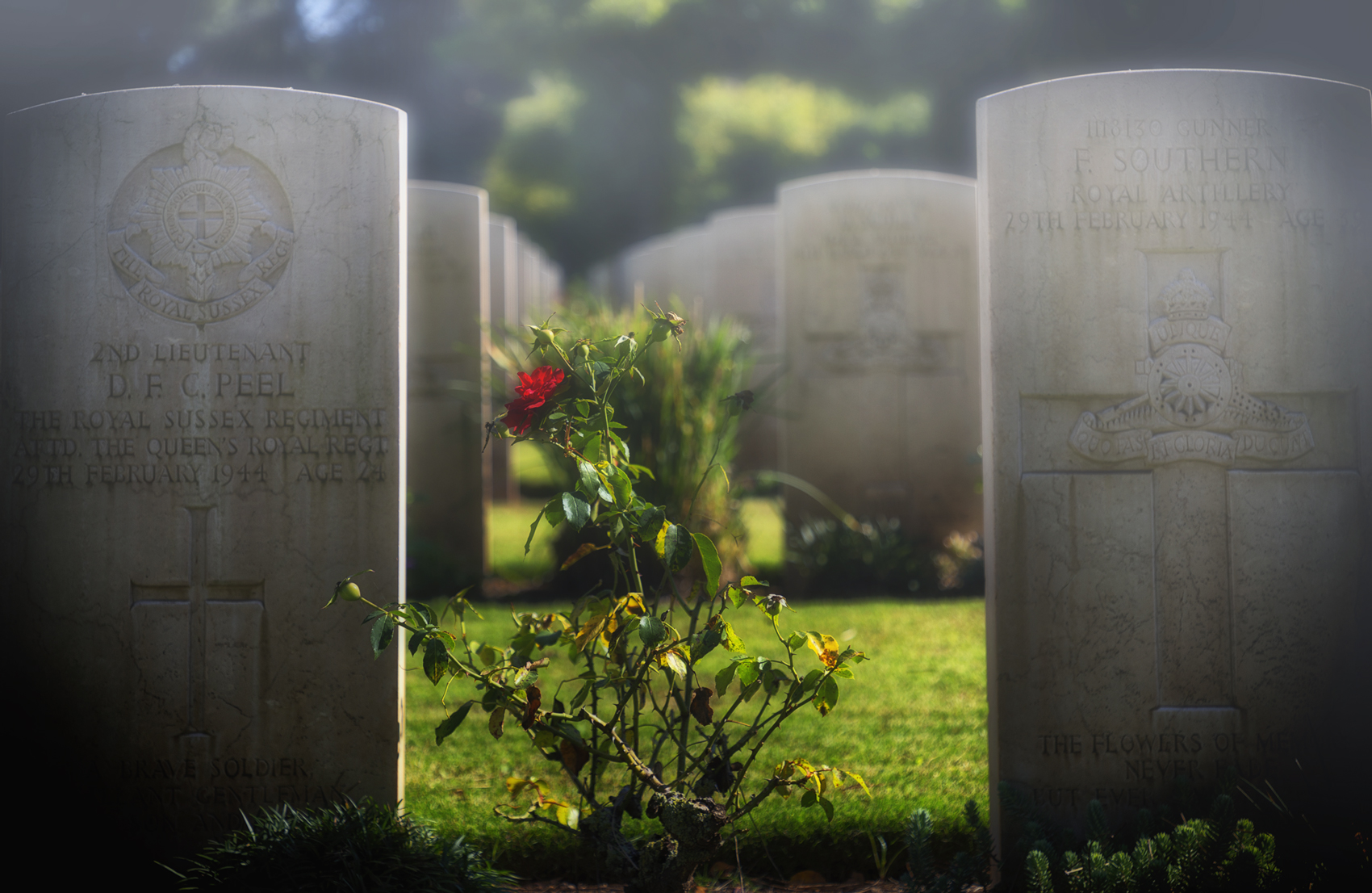 Un fiore tra le lapidi...