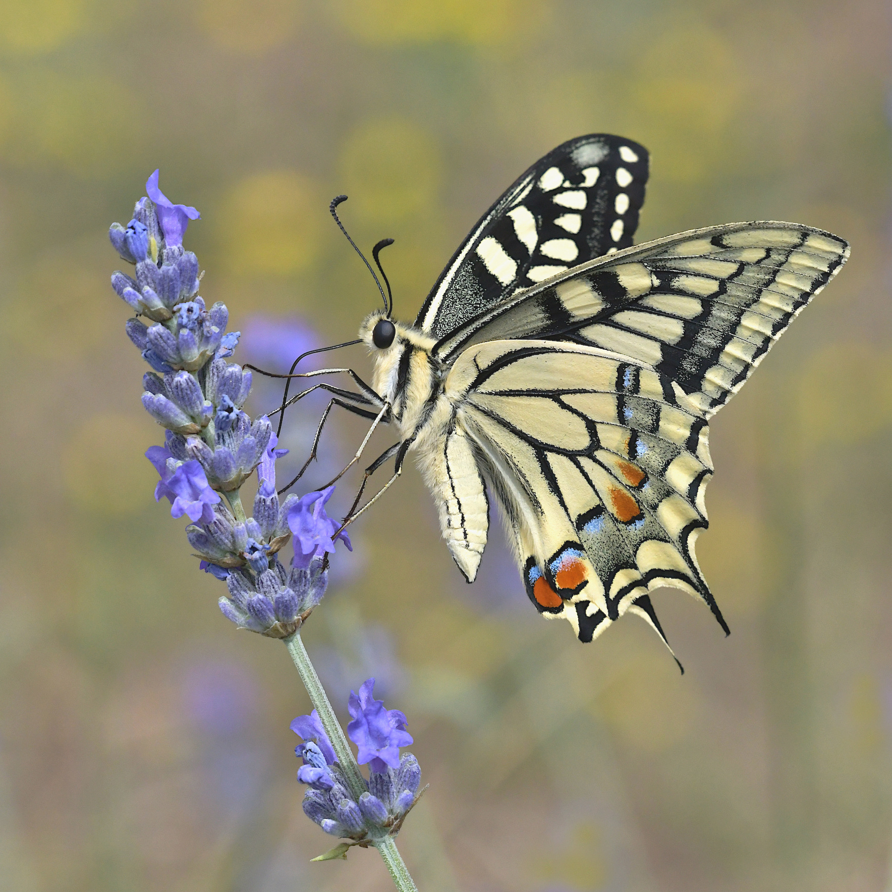 Macaone in alimentazione