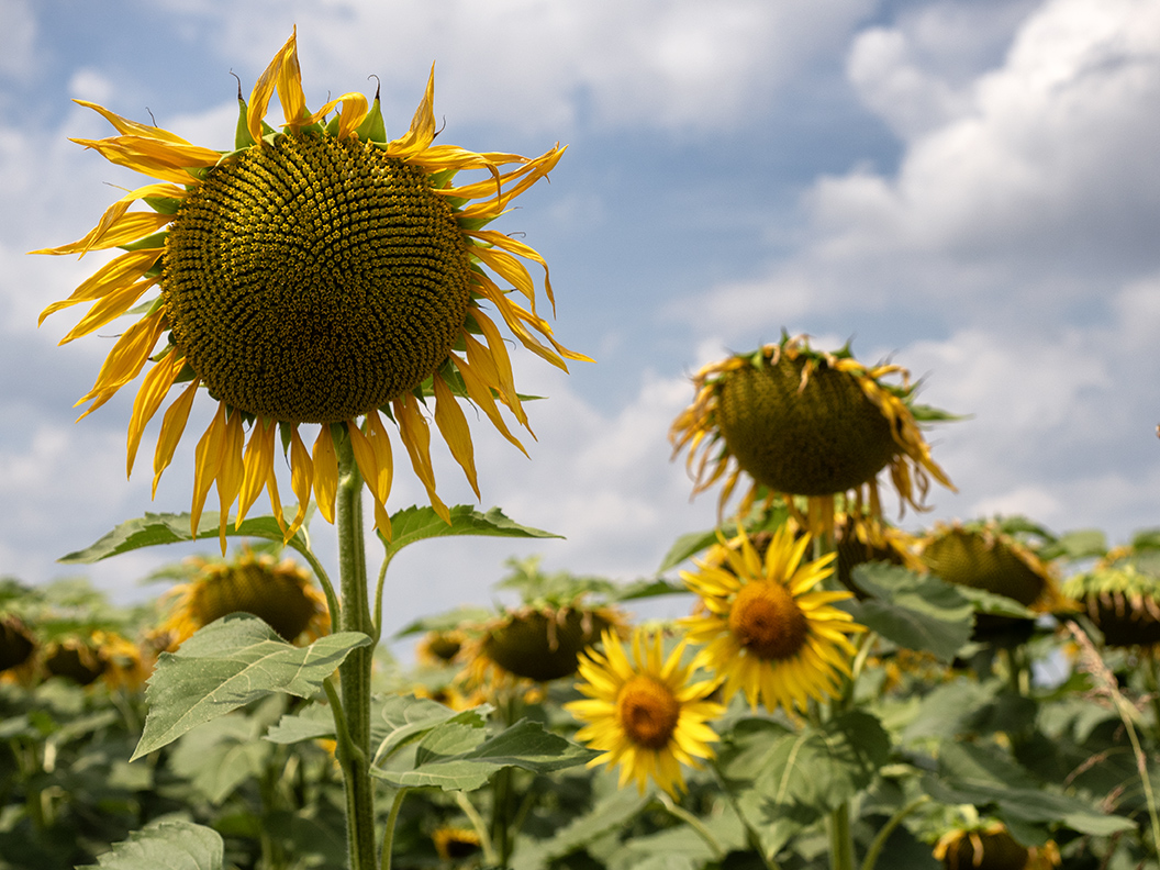 Girasoli quasi sfioriti ma sempre belli!