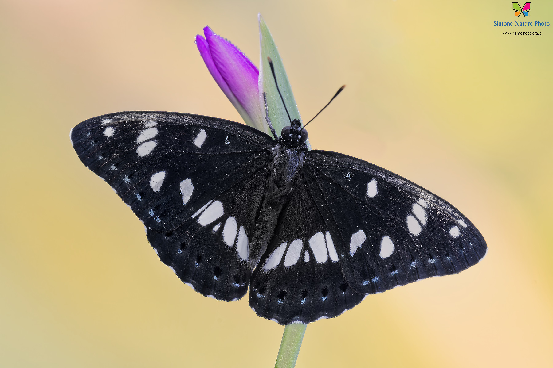 Limenitis reducta