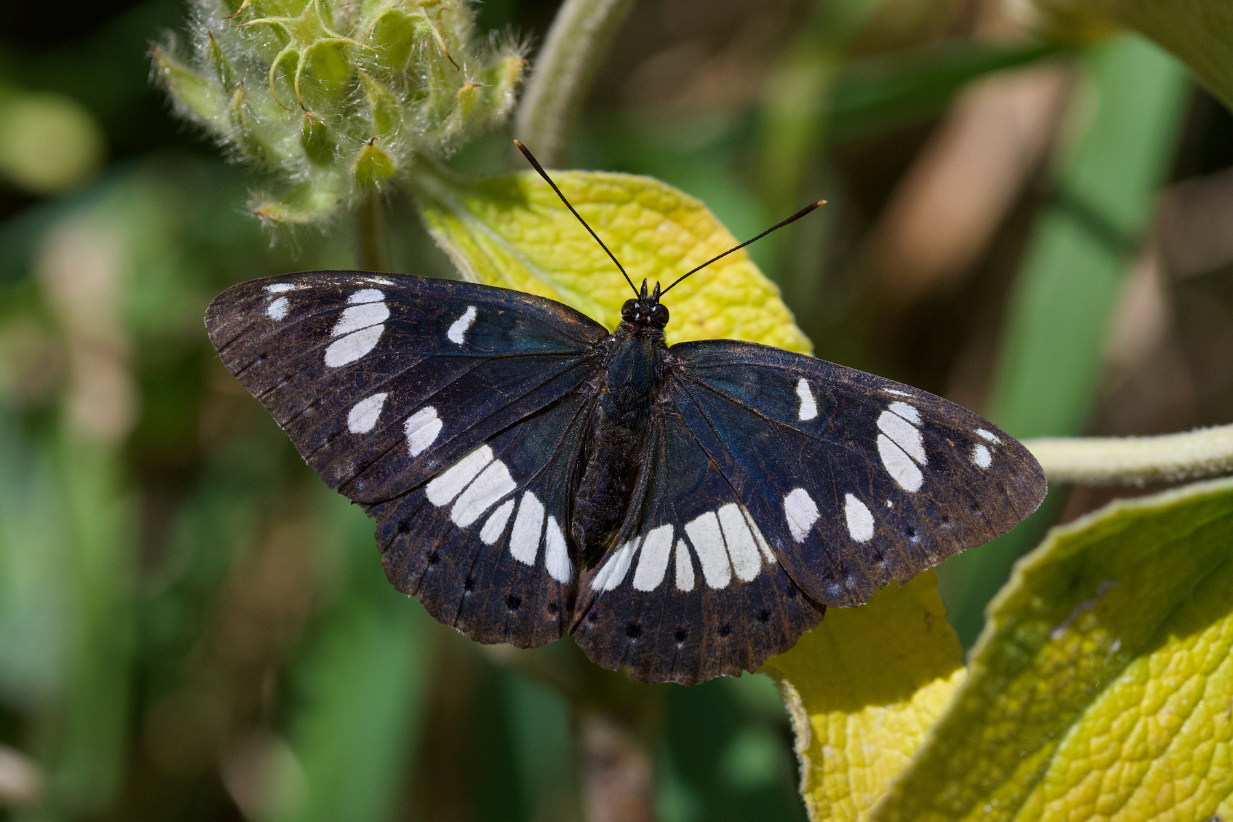 Limenitis reducta