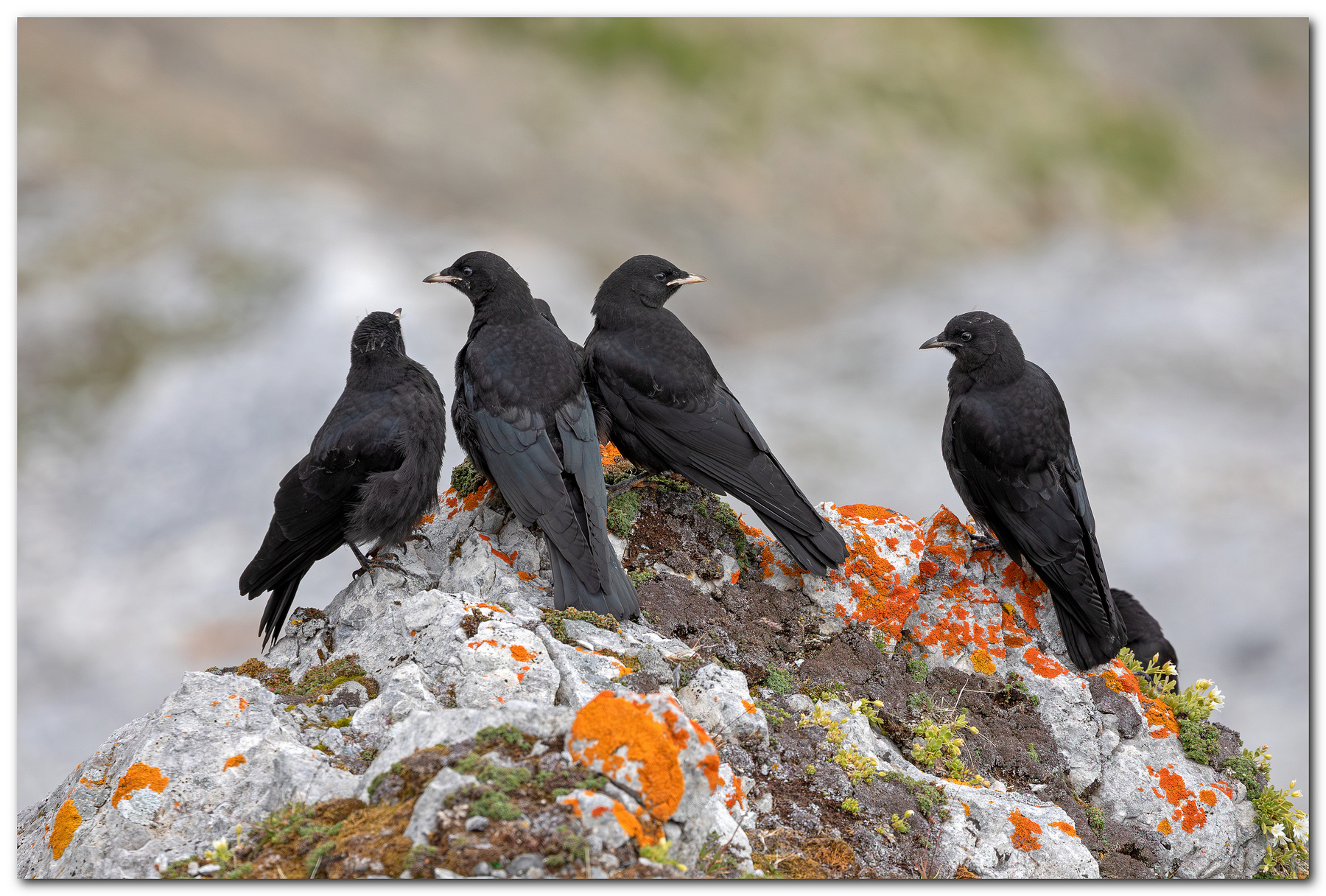 Conciliabolo tra giovani gracchi
