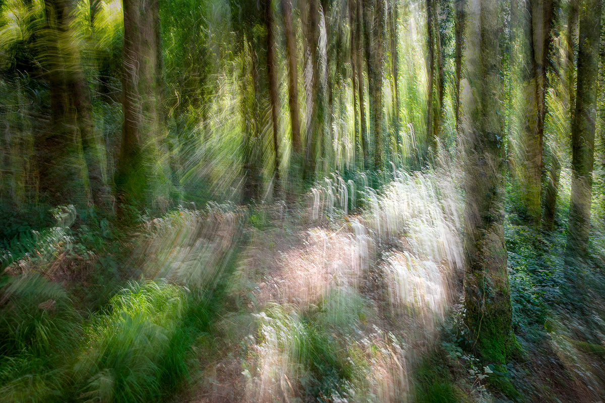 Woodland impressions