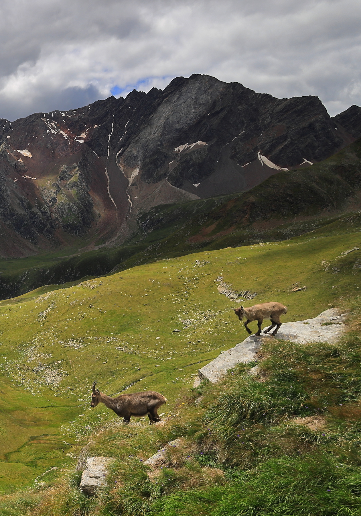 Gavia con stambecchi