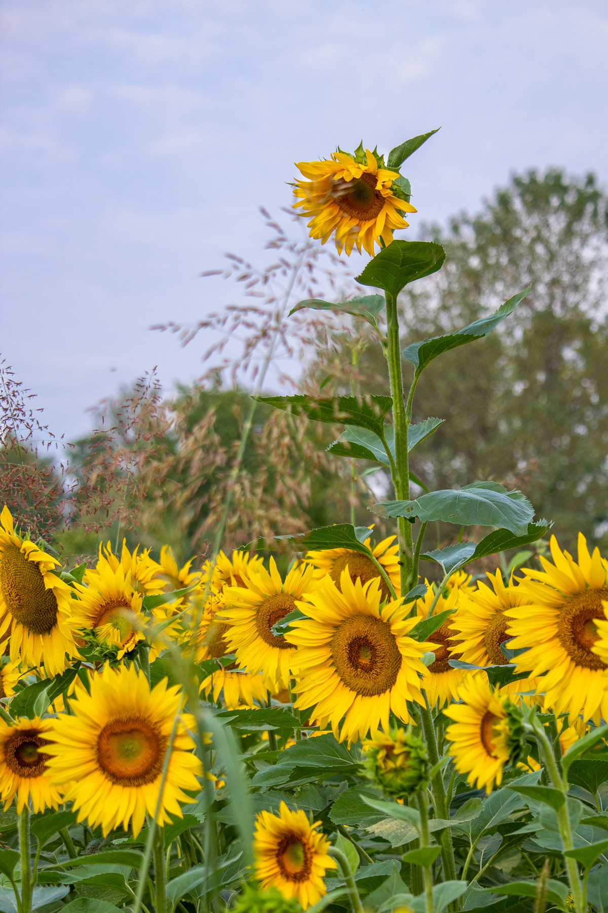 C'� sempre chi si fa notare