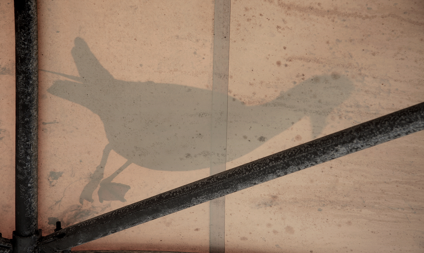 Gabbiano in trasparenza su telone