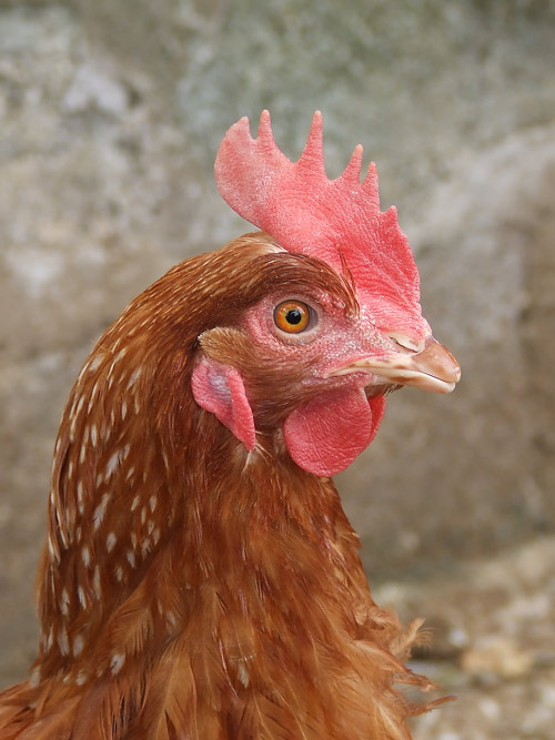 Semplicemente cocod�