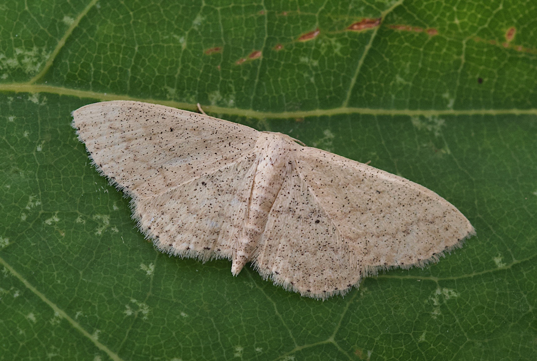 Scopula minorata
