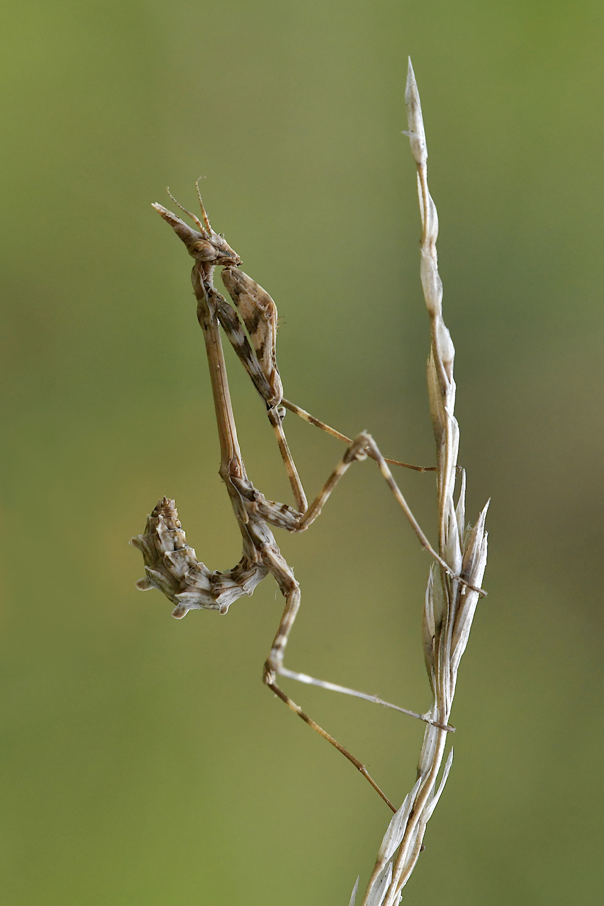 Empusa pennata