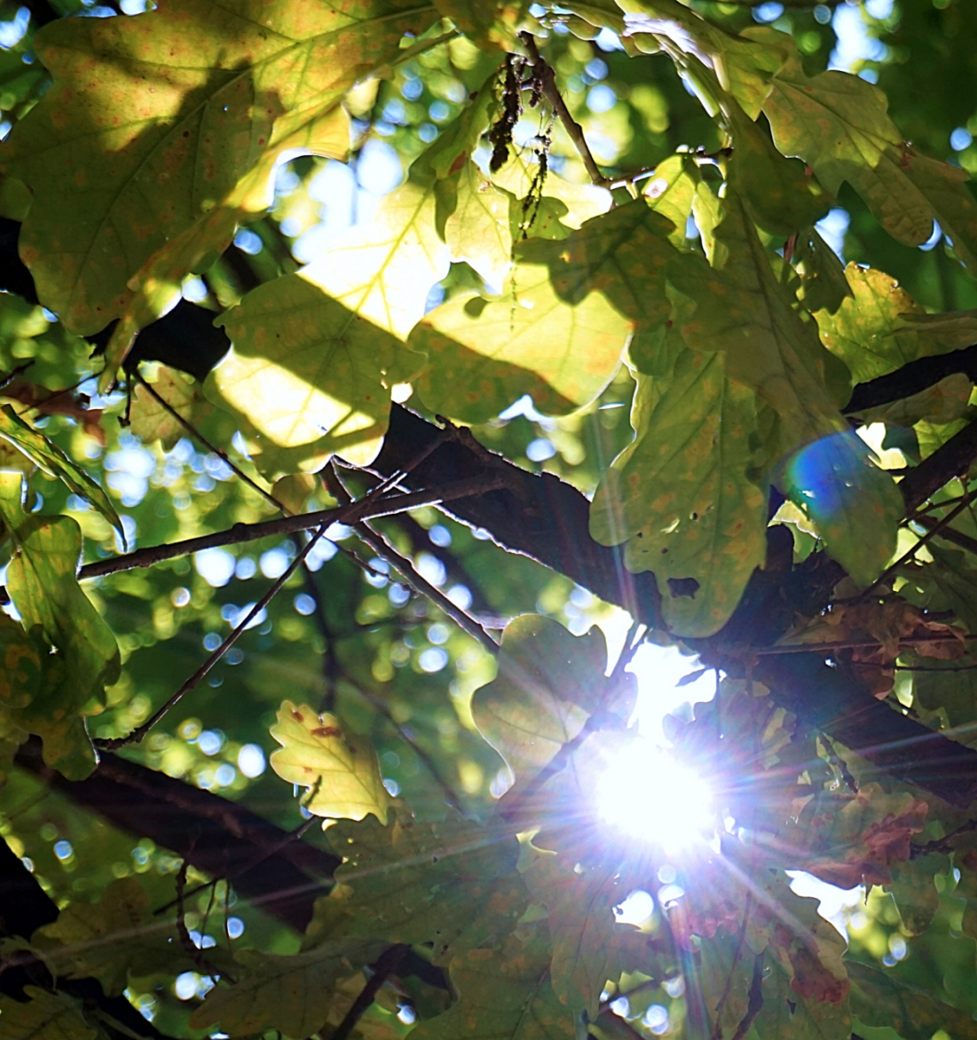 Tra le foglie la luce fu