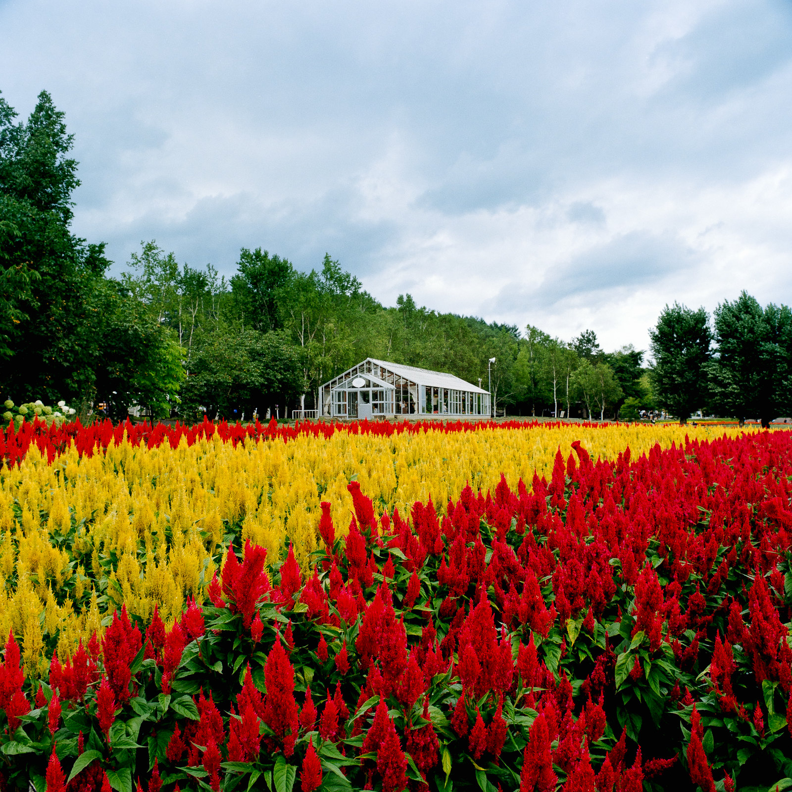 Zenza Bronica SQ-A | Kodak Gold