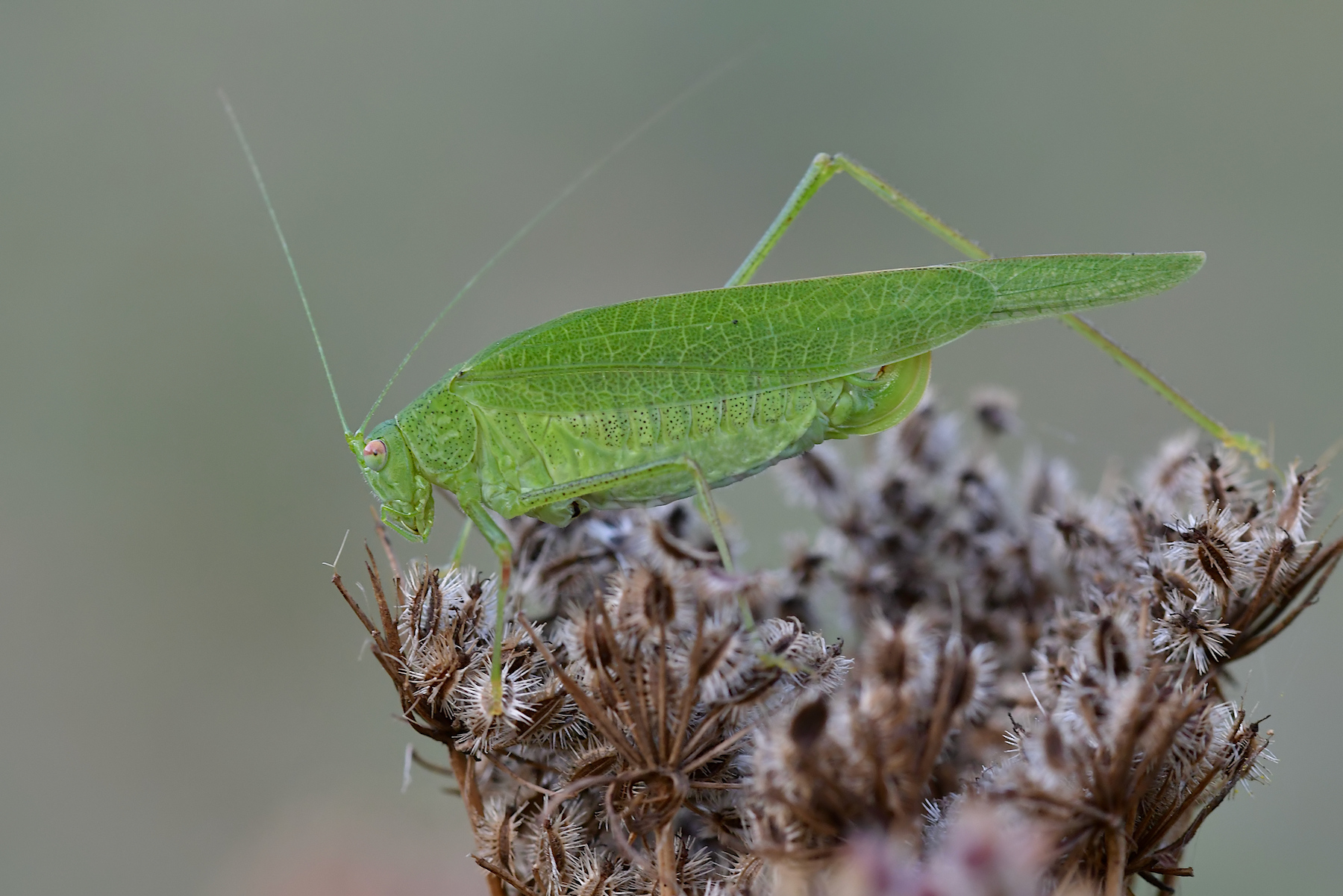 Tettigonia viridissima
