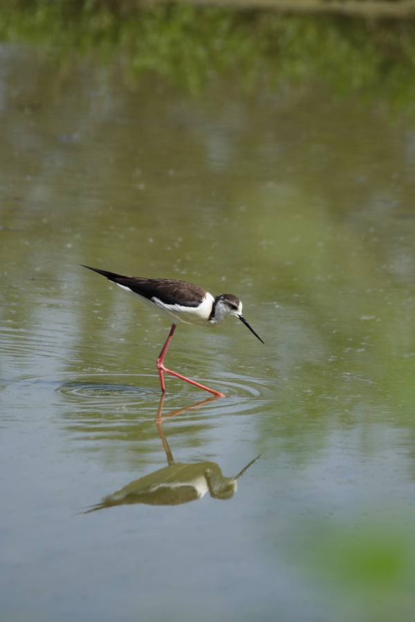 Cavaliere In verticale