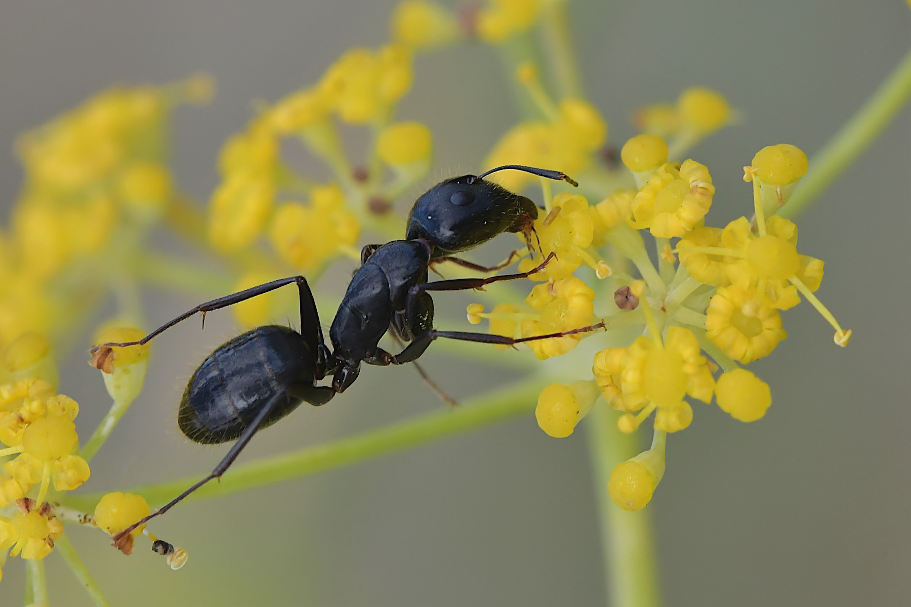 Camponotus