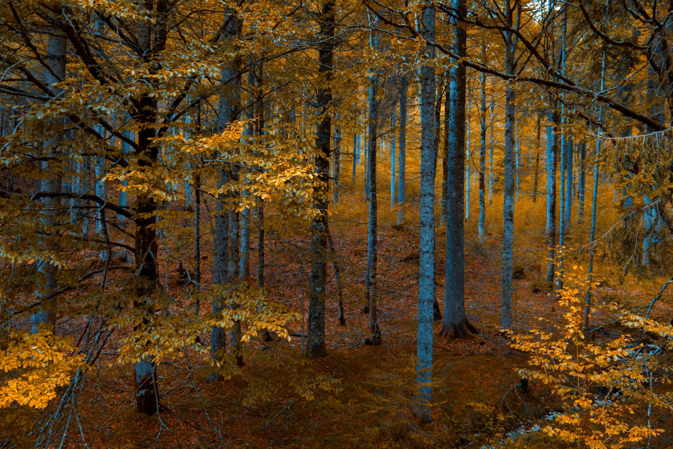 I boschi di Sella Nevea