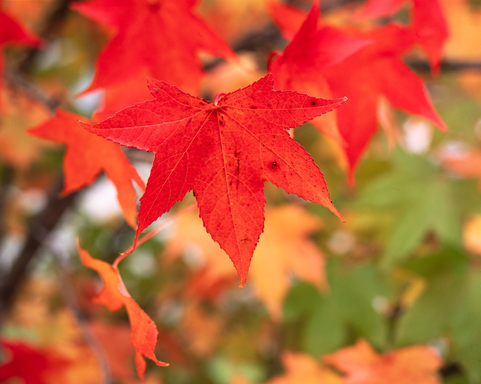 Intrepid 4x5 | Fujifilm Provia 100F