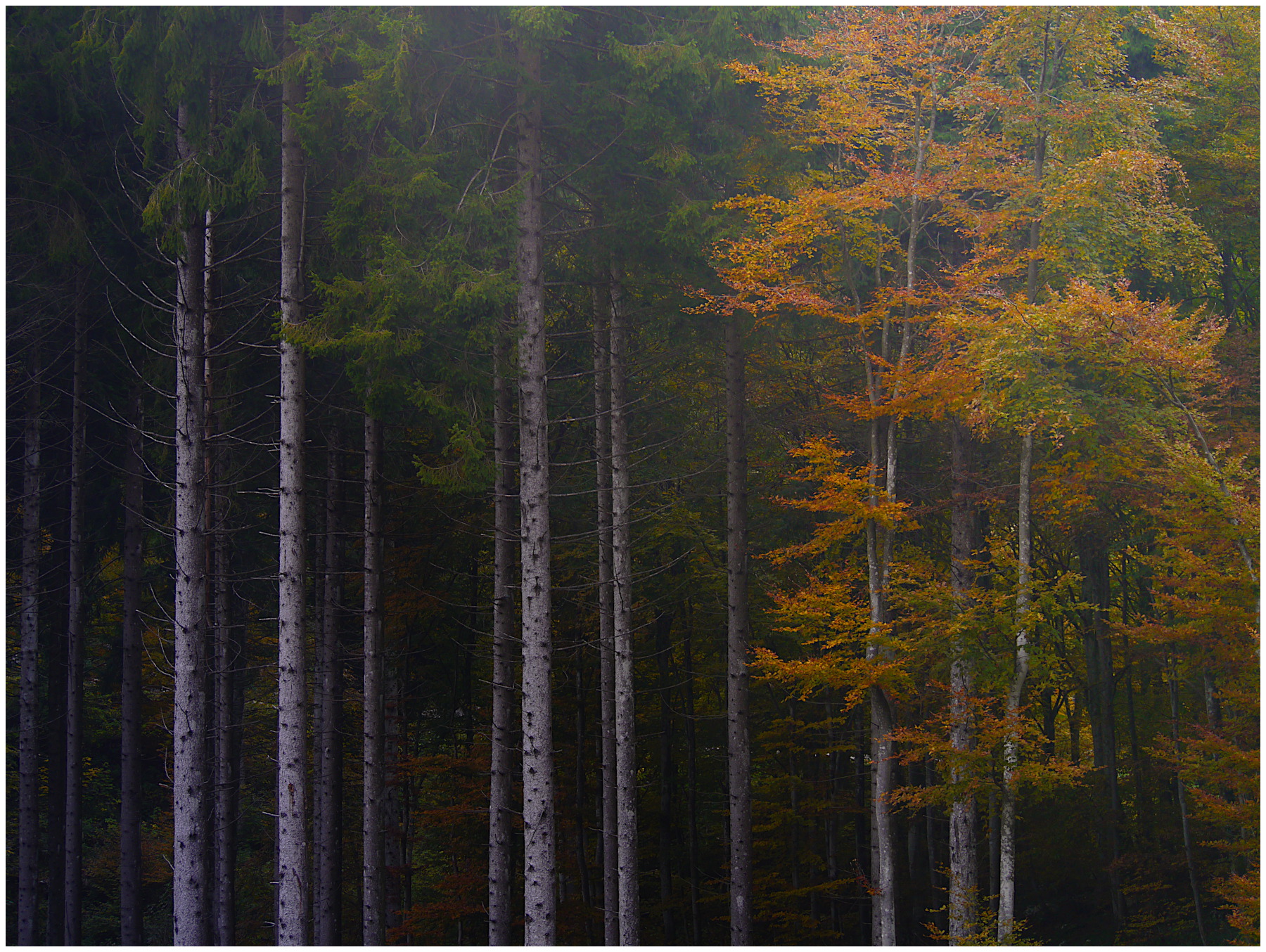 bosco misto d'autunno