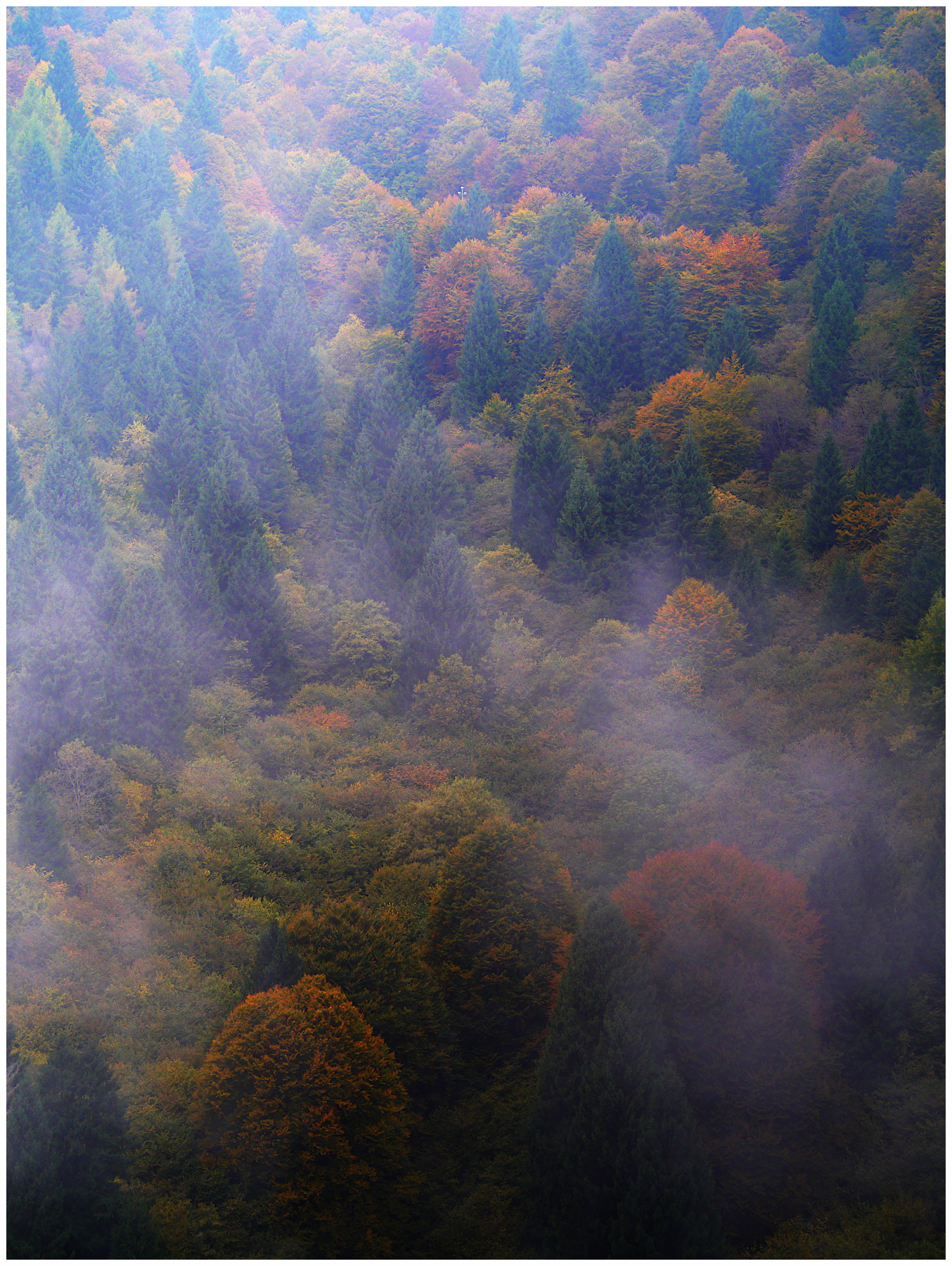 Bosco autunnale nebbioso