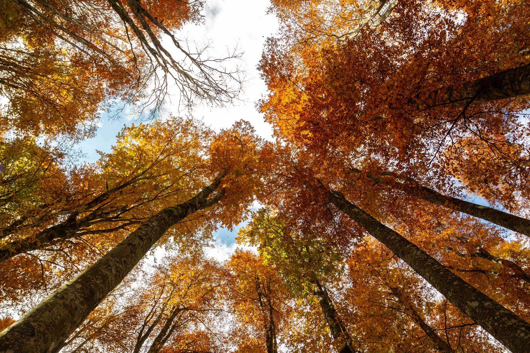 Foresta del Cansiglio
