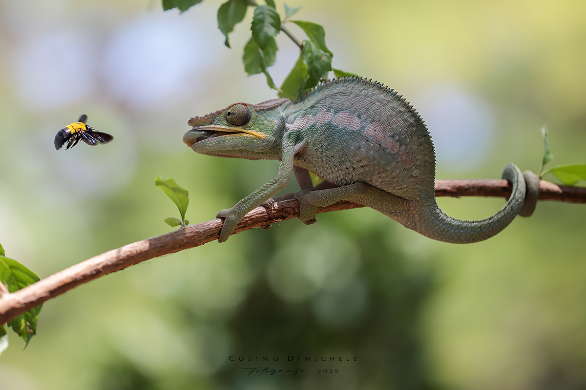 camaleonte (di mimmodimic)