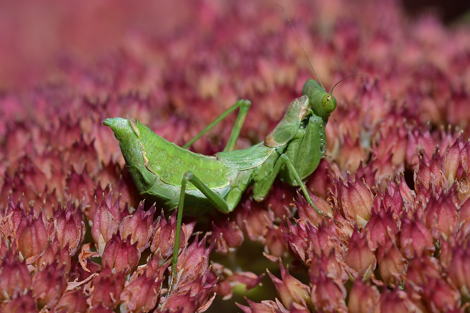 Piccola mantide su letto rosso