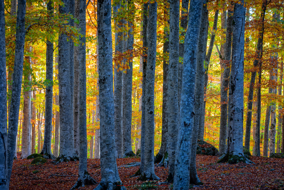foliage sul Monte Amiata