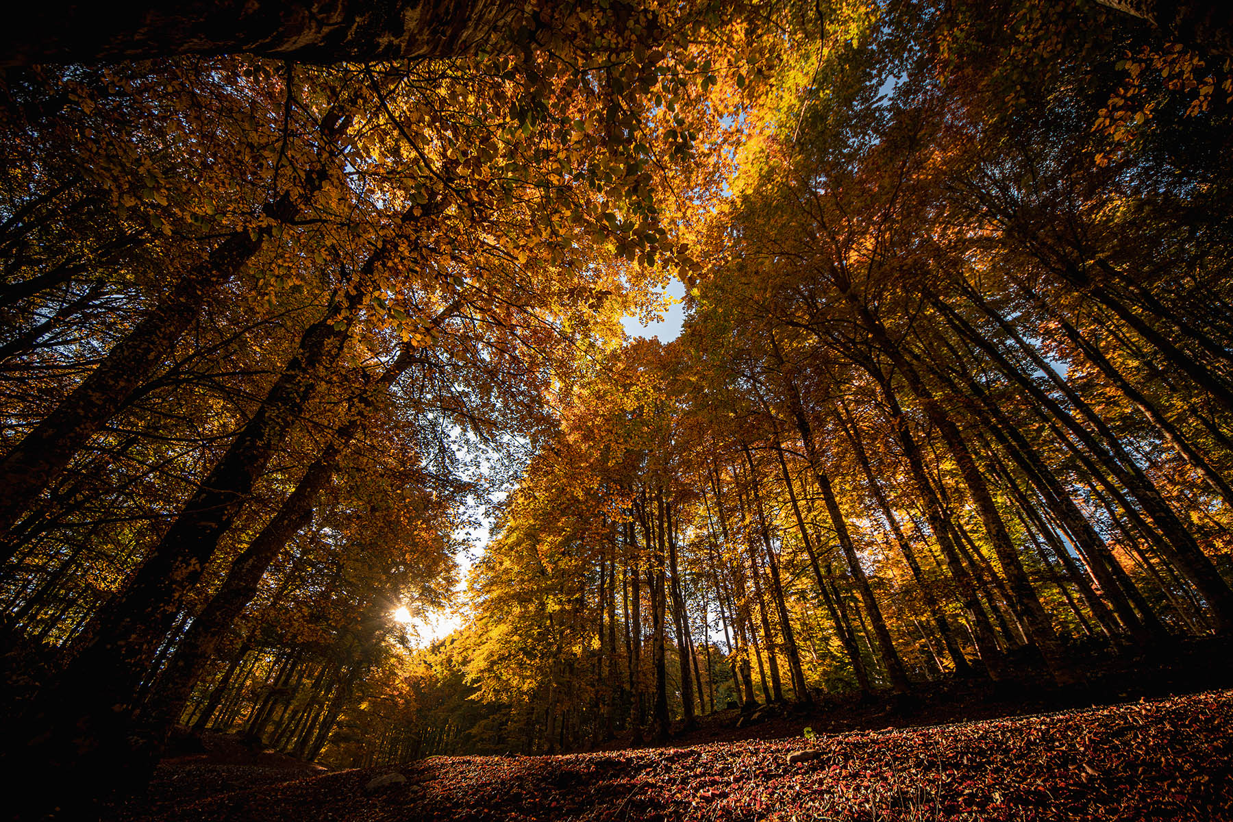 Foliage_Autunno_Ott2025_8