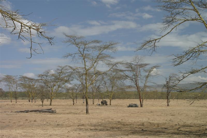 Rinoceronti in libert�