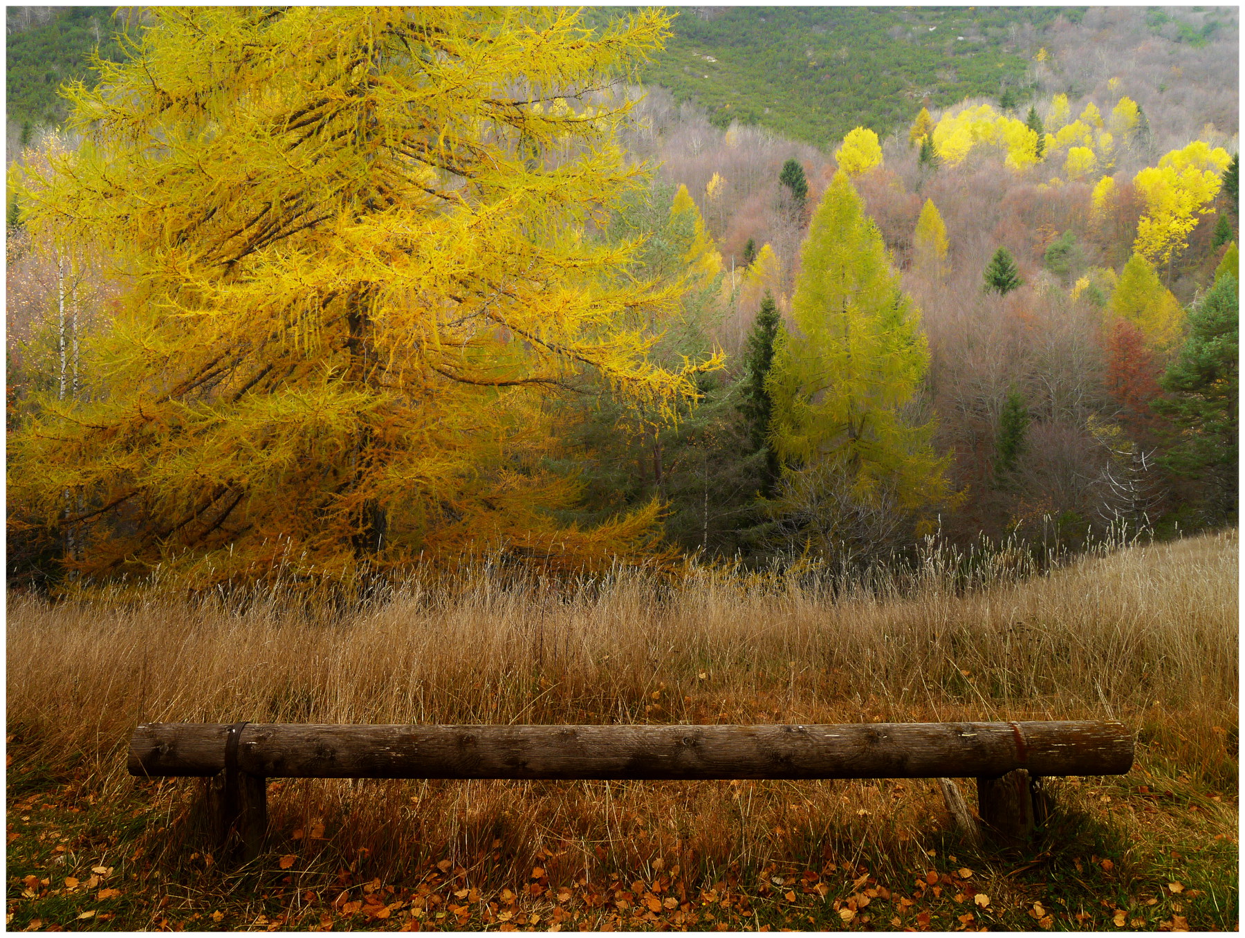 Valle del Cheserle al Rifugio Lancia in veste autunnale