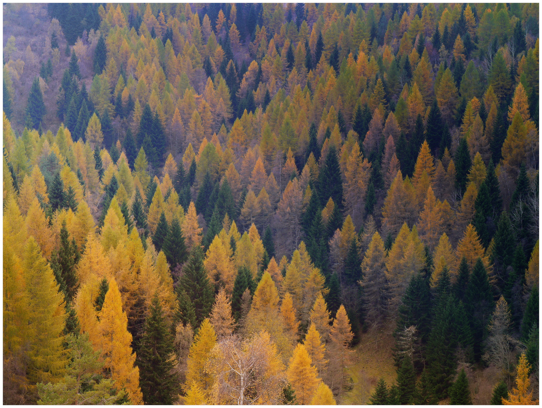 bosco autunnale all'Alpe Alba, Monte Pasubio
