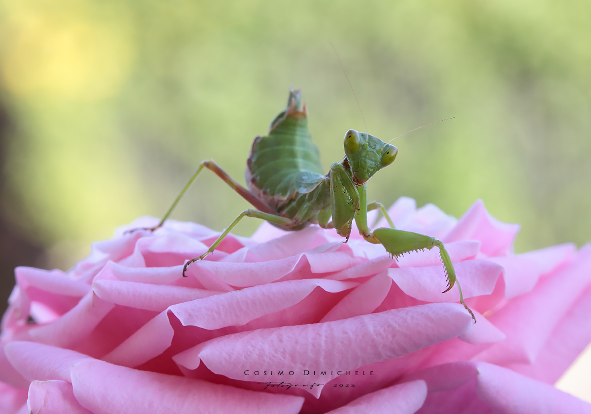 Mantide di Spallanzani