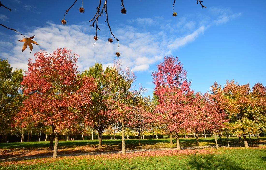 passeggiata nel parco