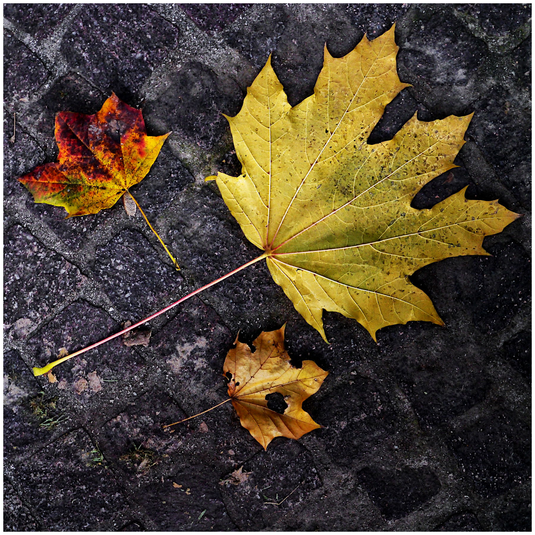 autunno sul selciato cittadino