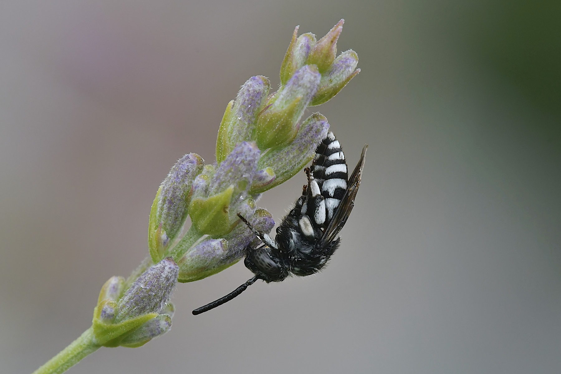 Bicyrtes quadrifasciatus