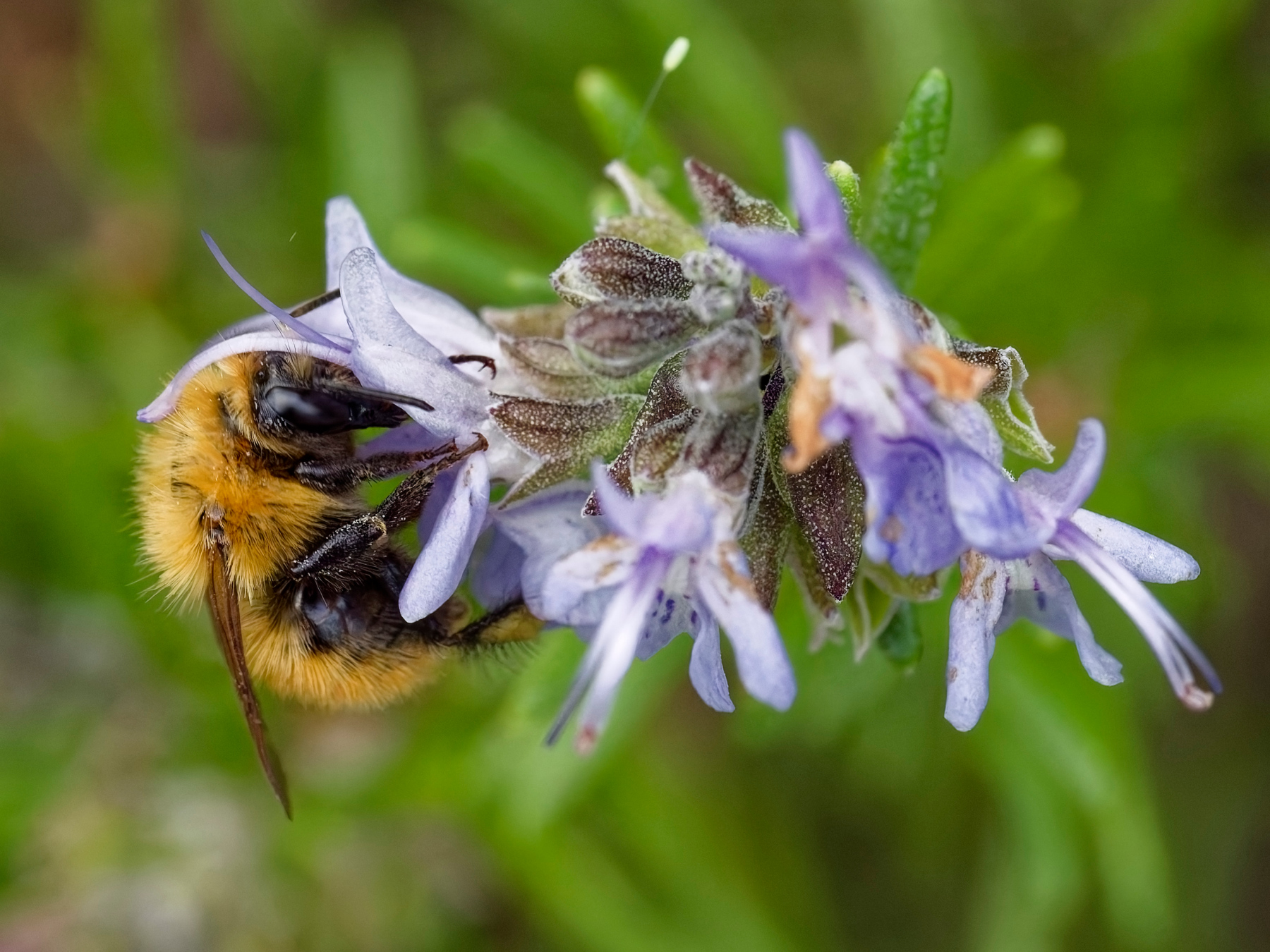 Bombo su fiore di rosmarino