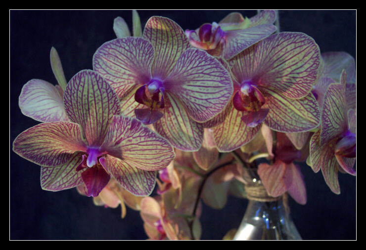 Orchidee