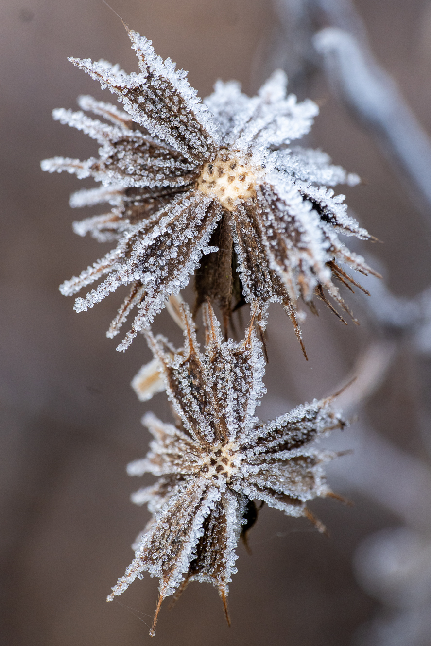 dettaglio di una mattina d'inverno