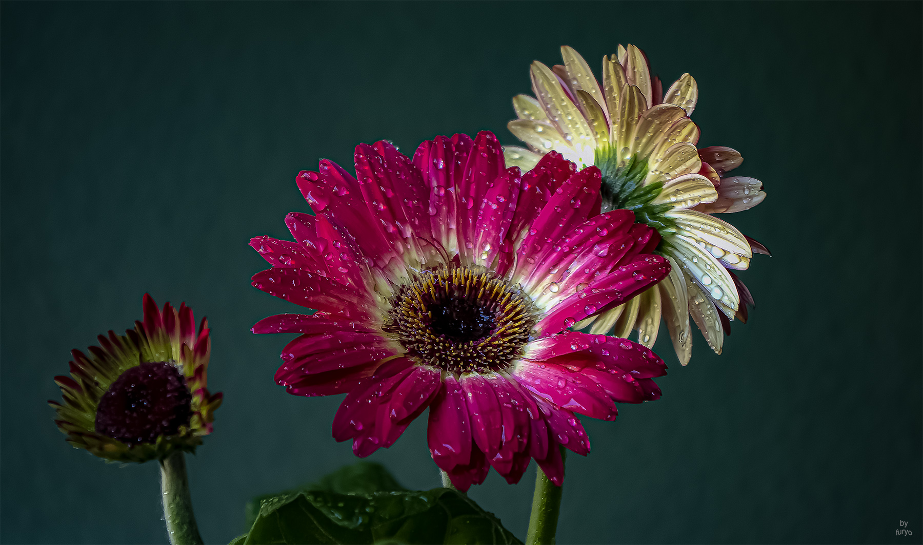 gerbera