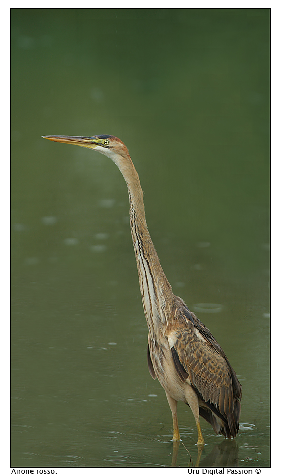 Lo sguardo fiero del barone...