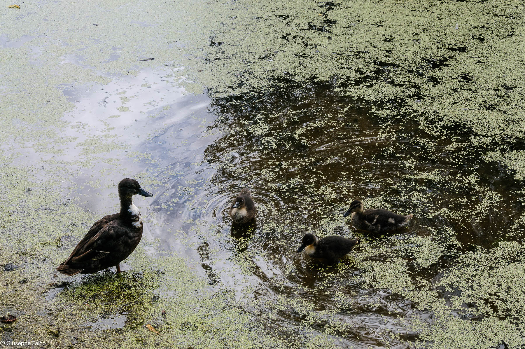 Si Nuota nel Torbido