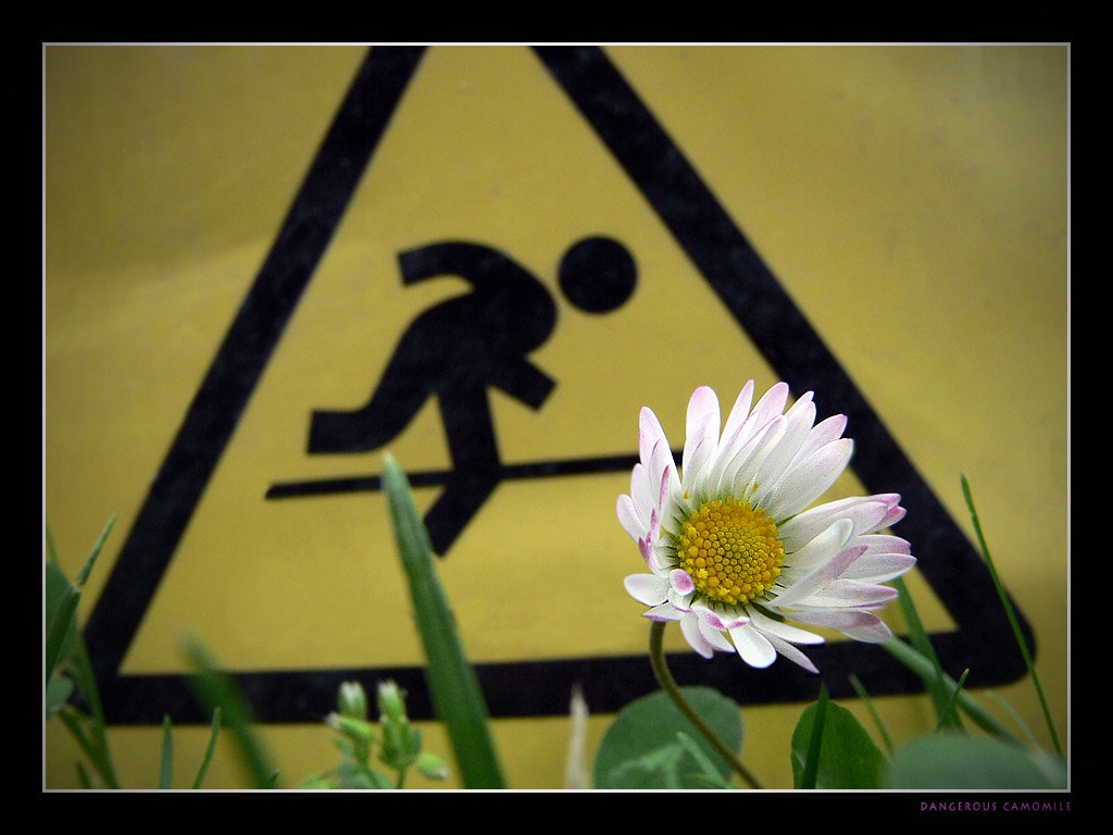 Dangerouse Camomile