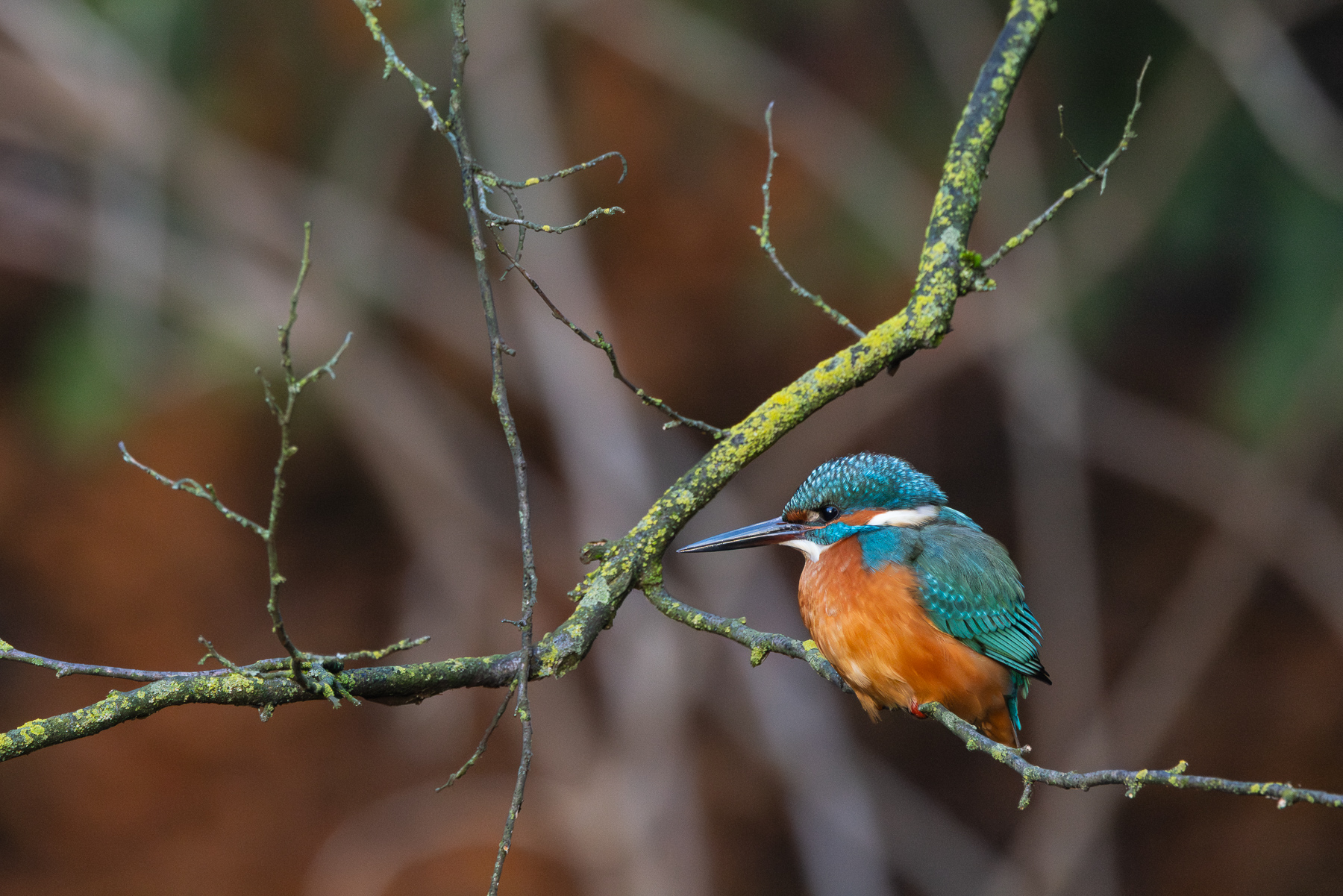 Un gioiello tra i rami
