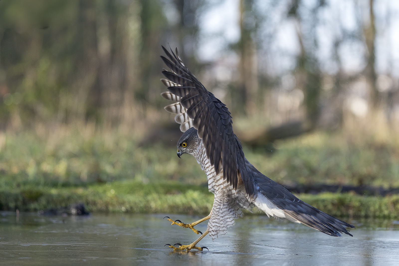 Sparviere. Atterraggio problematico. Presenza Ghiaccio