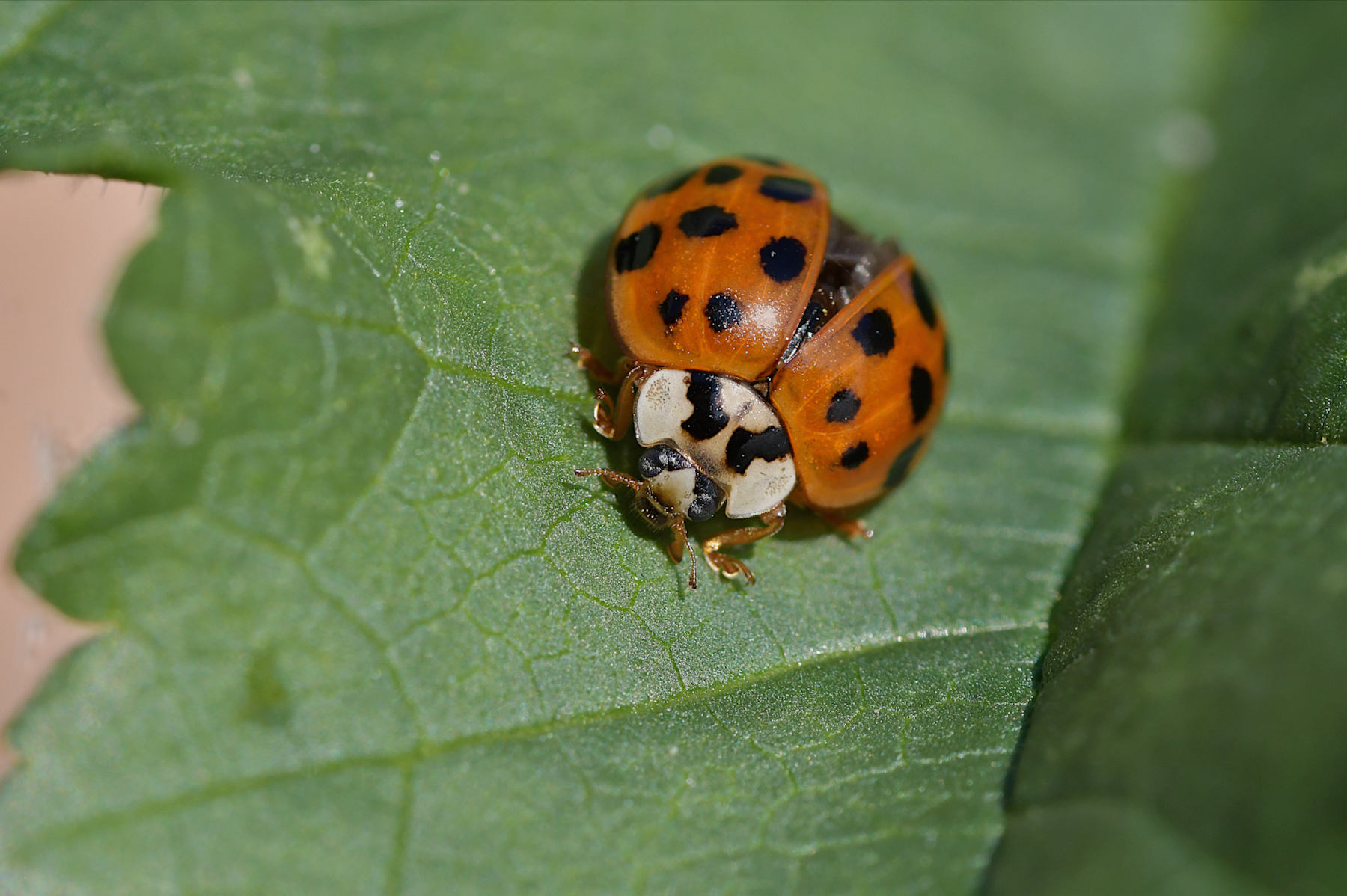 Coccinella arlecchino