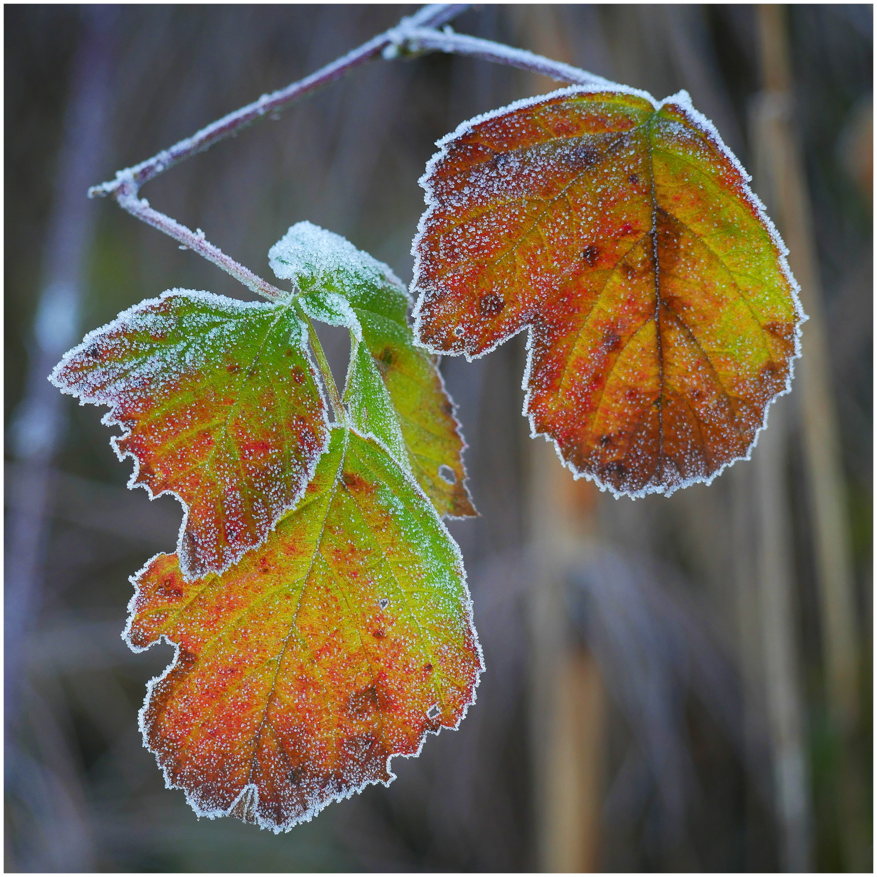 foglioline rosicchiate al gelo invernale