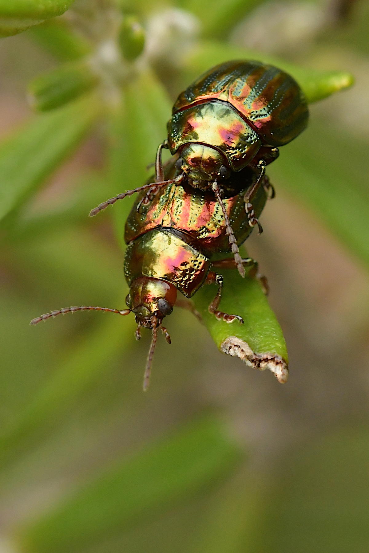 Chrysoline americane tra il rosmarino