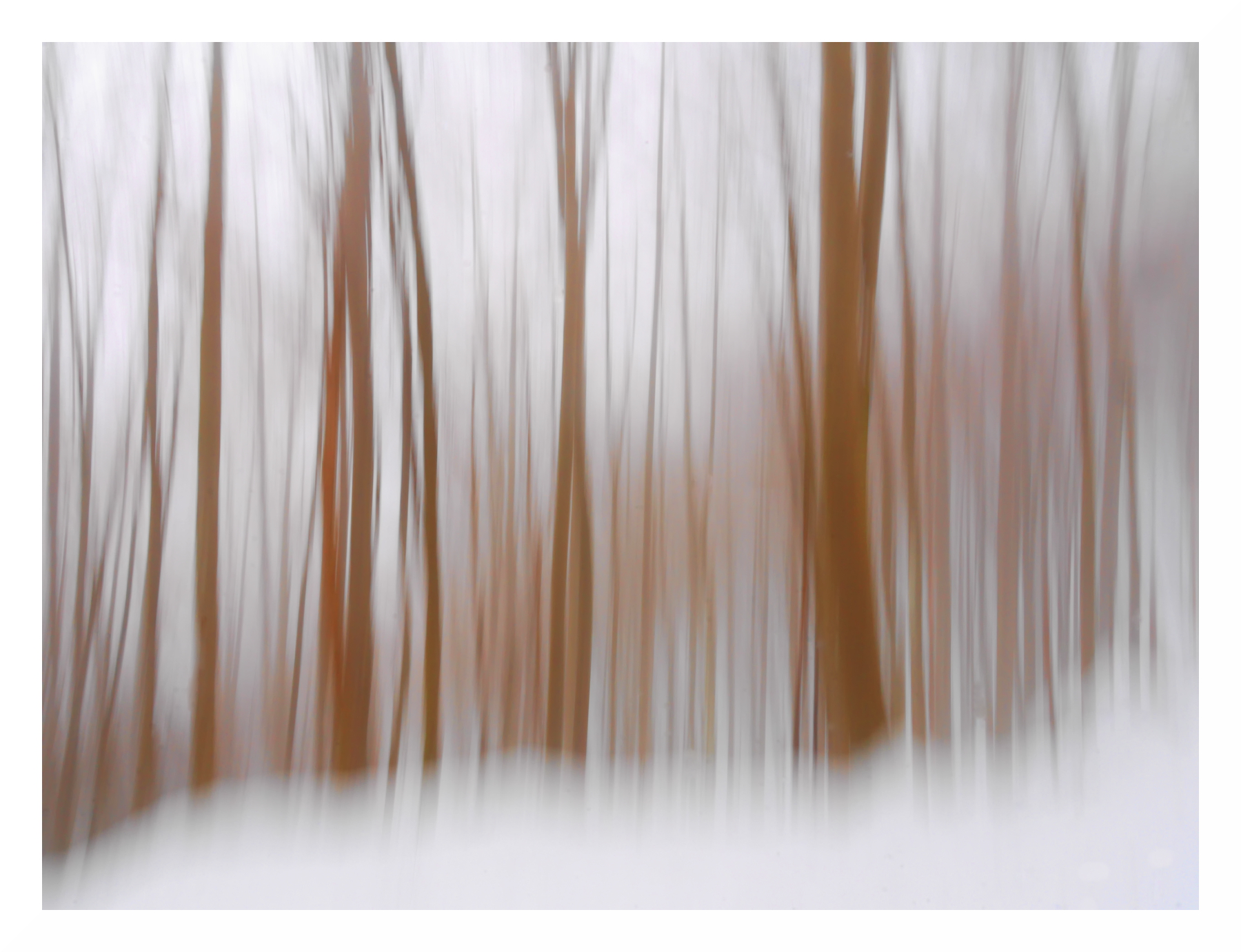 bosco mosso invernale